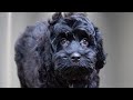 The Most ADORABLE Cocker Spaniel Poodle Puppy