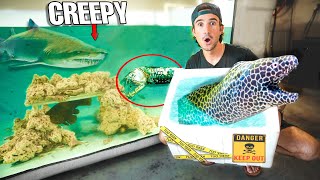 DON'T BUY LIVE MORAY EELS Off The INTERNET...