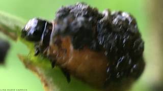 Scarlet Lily Beetle Larvae - Lilioceris lilii - Fecal Shield - Macro HD