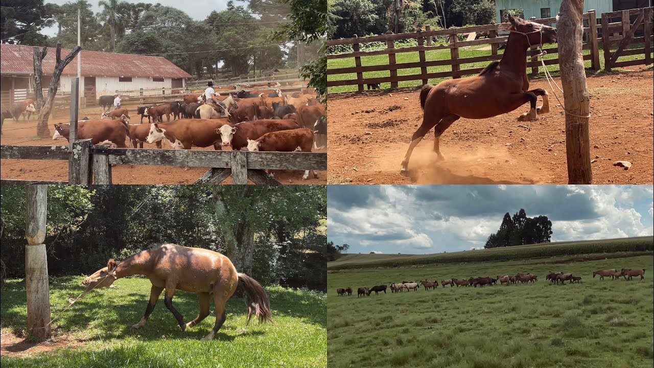 Amanunciando Potros e Apartando Éguas