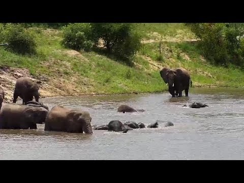 Djuma: Elephants feeding and then a pool party - 10:31 - 01/21/2020