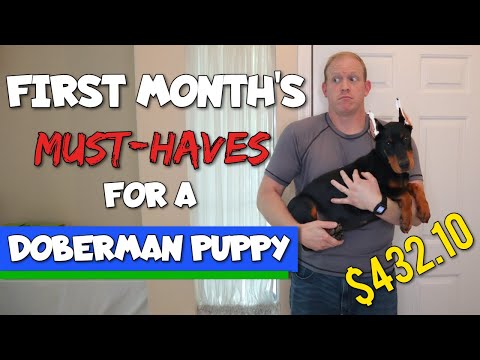 Getting a Doberman Puppy? Here's What You NEED to Get