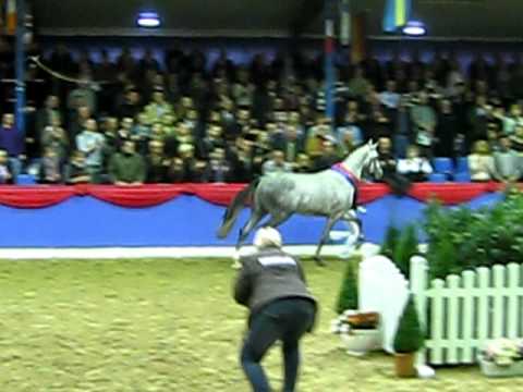 Don Schufro x Sandro Hit 2010 Oldenburg Licensing Champion