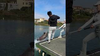 Download lagu Mancing ikan betok monster ⁉️😱 mp3 Download lagu Mancing ikan betok monster ⁉️😱 mp3