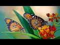 Queen VS Monarch Butterflies The Difference Between Queen And Monarch Butterflies And Caterpillars