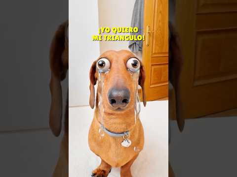 El sitio FAVORITO de los perritos! 😭🤣