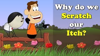 Why do we Scratch our Itch? + more videos  #aumsum