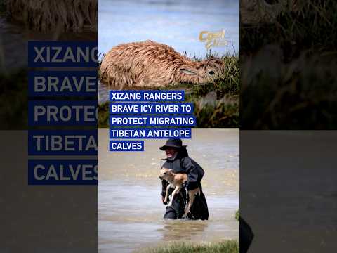 Xizang rangers brave icy river to protect migrating Tibetan antelope calves