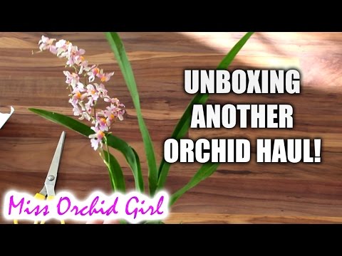 Unboxing another Orchid haul! - Orchid Garden Poland