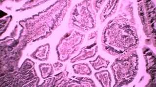 Trial Exam Second Year (4)