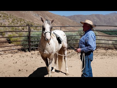 Rehabilitating a Horse — Physical and Mental Recovery