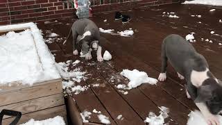 Puppies first snow- Great Dane