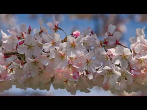 Robin Spielberg - Cherry Blossom