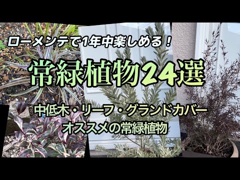 最高の常緑グランドカバー トピックス