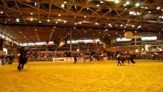 Poneys et petits chevaux