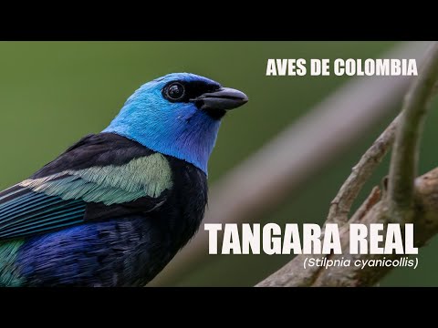 Birds of Colombia - Tangara Real (Tangara cyanicollis) Blue-necked Tanager