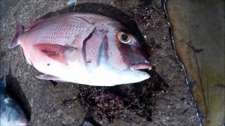 preview picture of video 'KayakFishing Biscoitos - Azores Kayak Fishing'