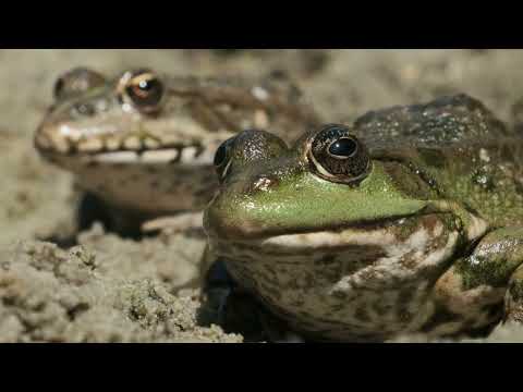 What to Do If You Find a Hibernating Frog
