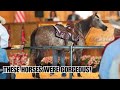 Dream Horse Auction League Of Legends Invitational Horse Sale ️