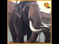 nadungamuge-jaja-13-08-2018