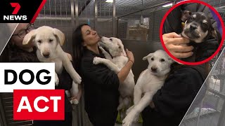 Surge in unwanted puppies is latest symptom of cost-of-living crisis | 7 News Australia