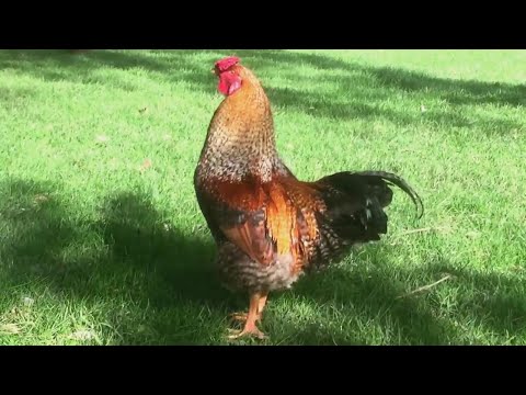 Rooster nonstop crowing louds in the early morning !