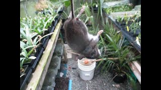 Killing Mice that eat Palm trees