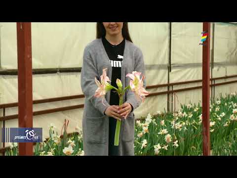 FLORI GIGANTICE DE HIPPEASTRUM SAU CRINI DE BRAZILIA CRESCUŢI ÎN MOLDOVA, LA BARDAR