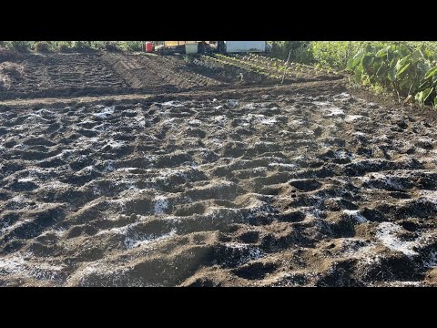 コーヒーの出がらしはモグラを怖がらせるのでしょうか？最も効果的な祖母のレシピ  庭園