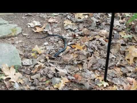 Black rat snake going down chipmunk burrow.