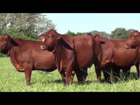 VIENTRES BRAFORD y BRANGUS - Remate San Justo 2019