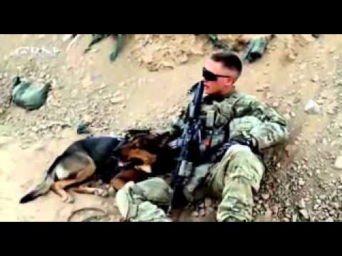 Medical Center Helps Military Dogs Heal from War - CBN.com