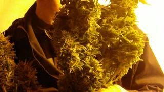 lavender buds bigger than my head.AVI