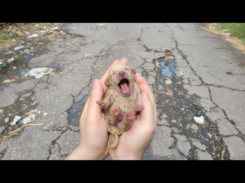 Alone, Hungry, and Crying The Moment I Found Him 