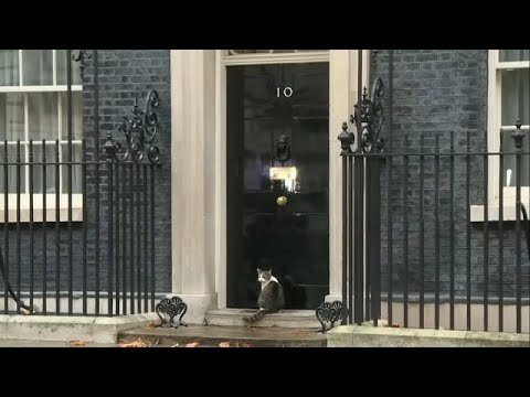 Downing Street cat alone in the rain