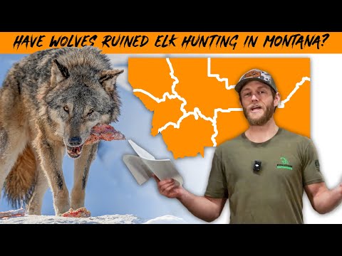 Too Many Non-Resident Hunters & Wolves In Montana!? Hunt Research with Dan Pickar