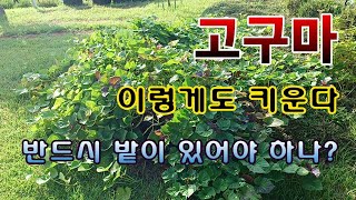 [텃밭농부 1,674]  고구마 이렇게도 키운다. 반드시 밭에서만 키우나? #고구마재배