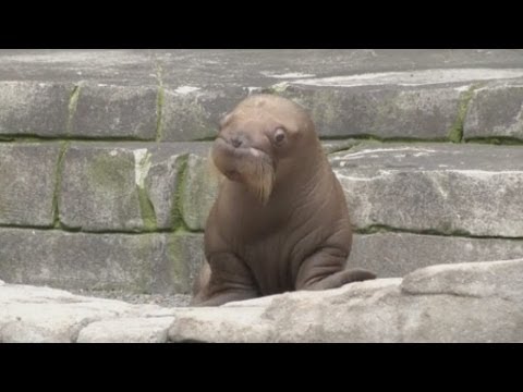 CUTE! First ever walrus pup born in German zoo makes its debut