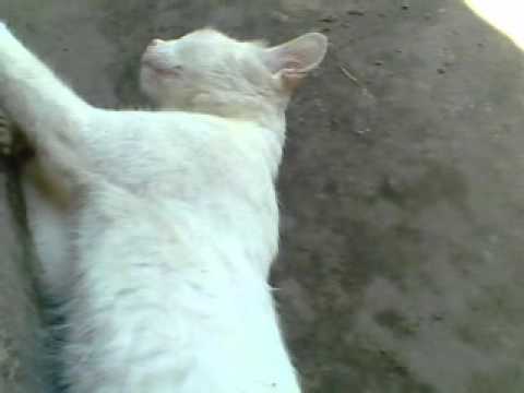 myavooooooooooooooo.....................................