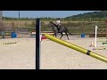 Nashira de Molion, Jument, 3 ans, Grise; SF, toise 1.65