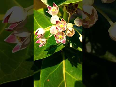 Vejam a flor de ceda, você conhece ? #pium #tocantins