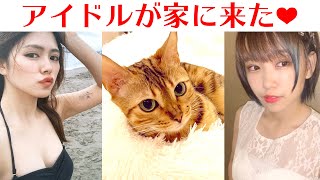 ぼくの家にアイドルがやってきたにゃ【ベンガル猫/マタタビ】