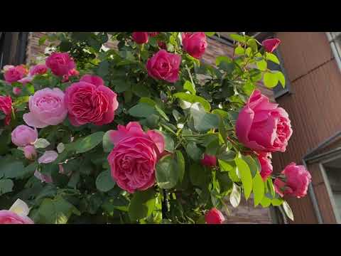 フロリバンダ「レッド・レオナルド・ダ・ヴィンチ」 植物