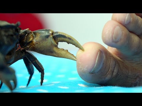 CRAP GIANT CLAMP FOOT