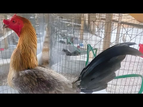 Galleros De Ciego De Avila 