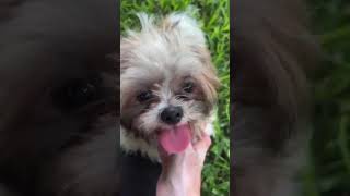 Video preview image #1 Shih Tzu Puppy For Sale in Weston, FL, USA