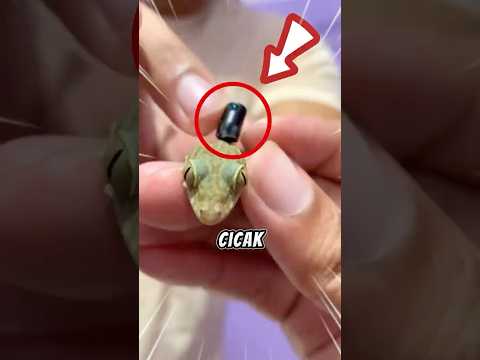 Melihat Kehidupan Cicak Pake Kamera Kecil😳