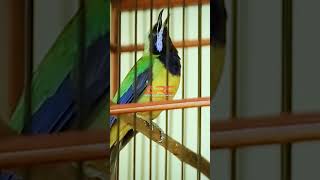 Download lagu CUNGKO NGEBREN EDAN mp3