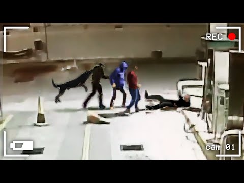 35 Hero Animals that Saved Human Lives