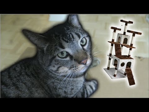 Building my cat a cat tower